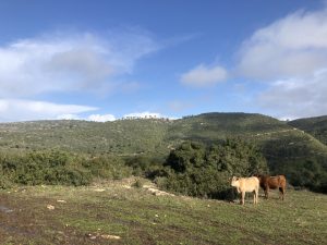 טיול חורפי בכרמל