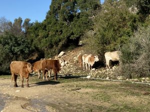 טיול חורפי בכרמל